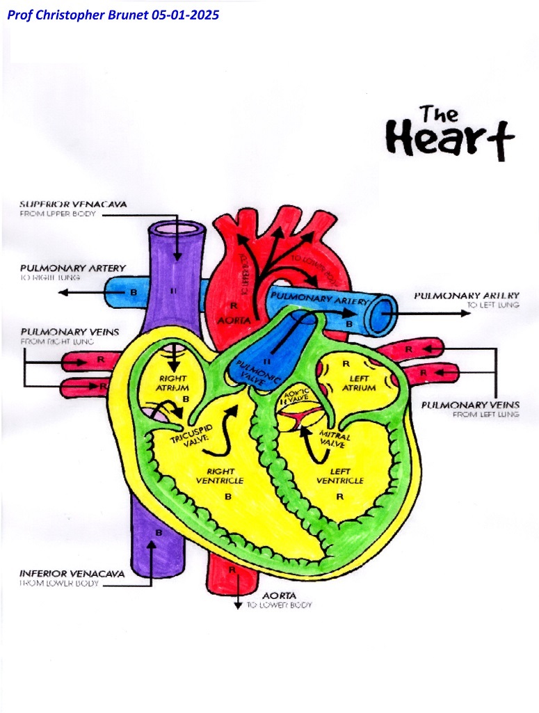 physiology1