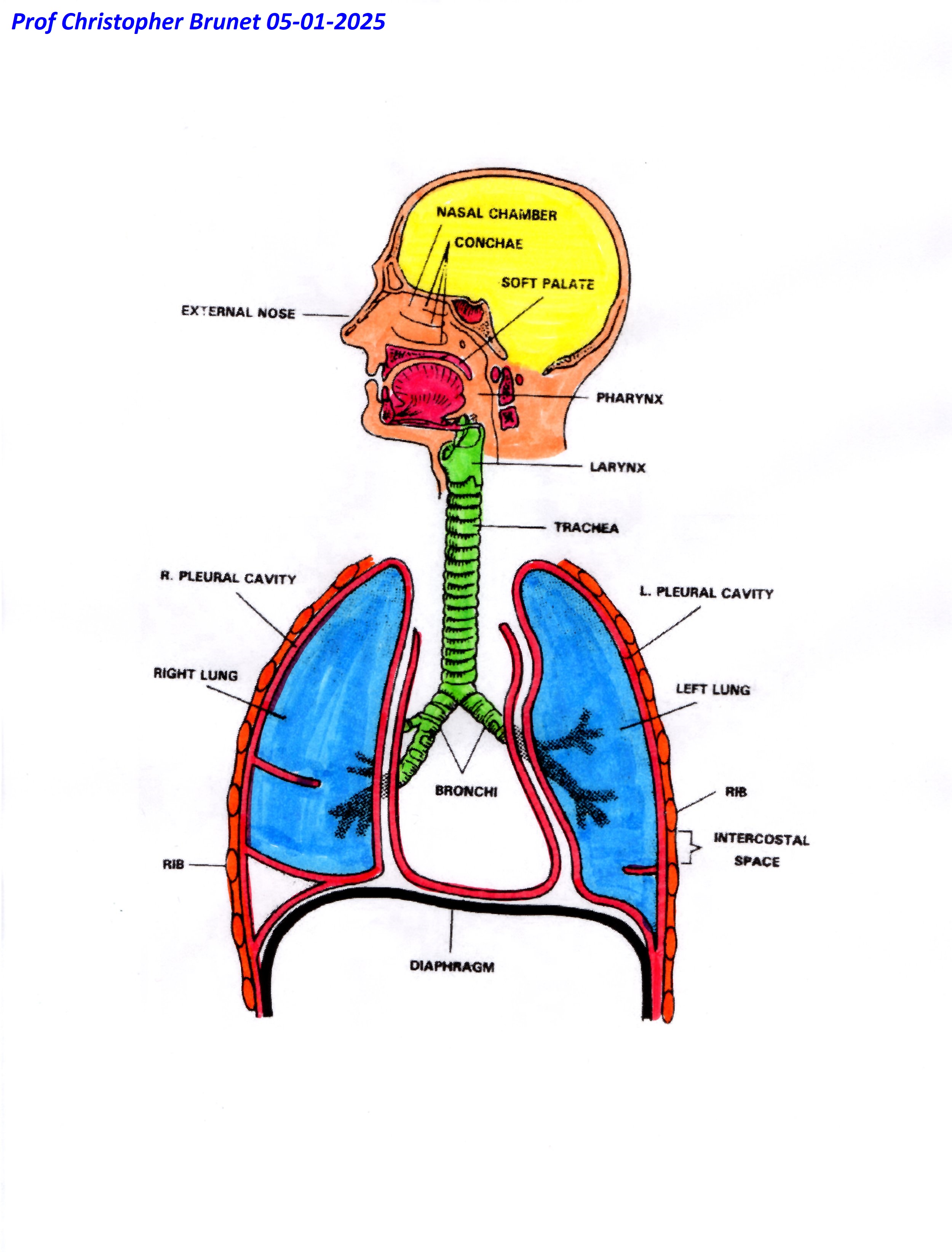 physiology2