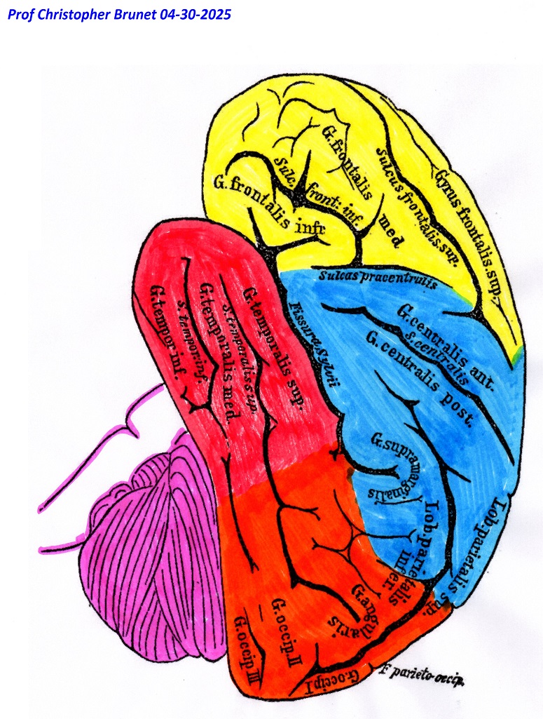 physiology3