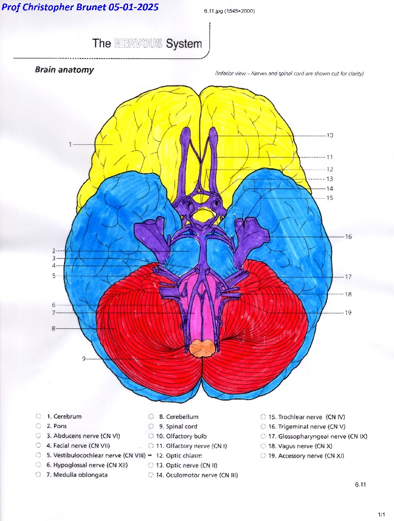 physiology4